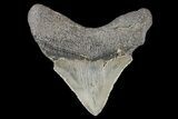 Serrated, Juvenile Megalodon Tooth #74177-1